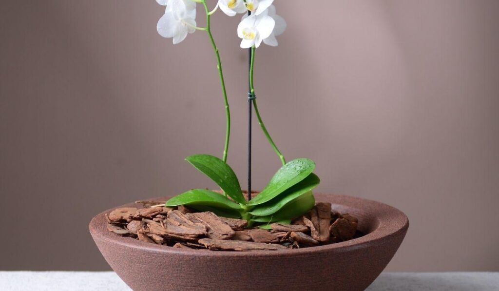 Vaso para orquídea Afort