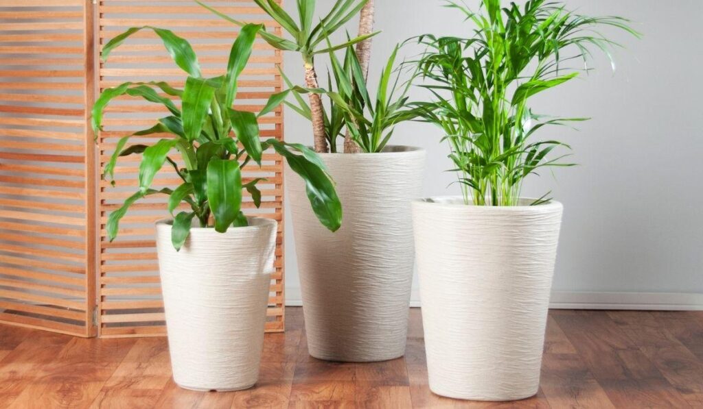 Vasos de plantas decorativas