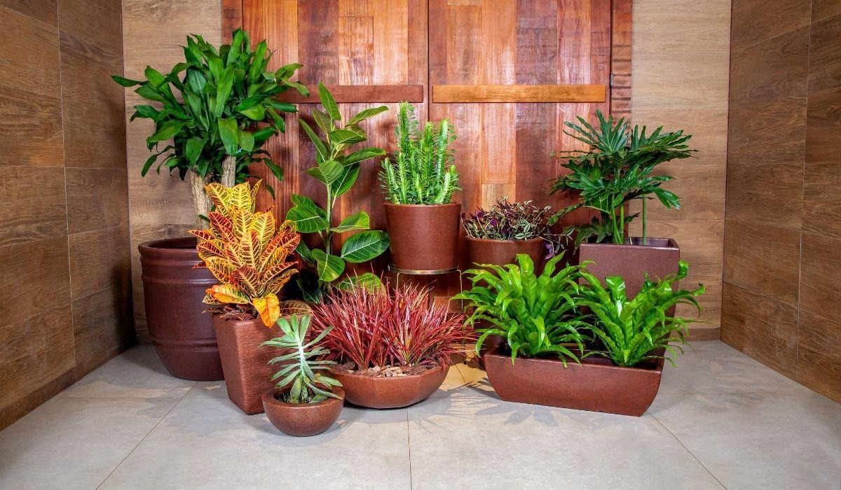 Guia de vasos para iniciantes