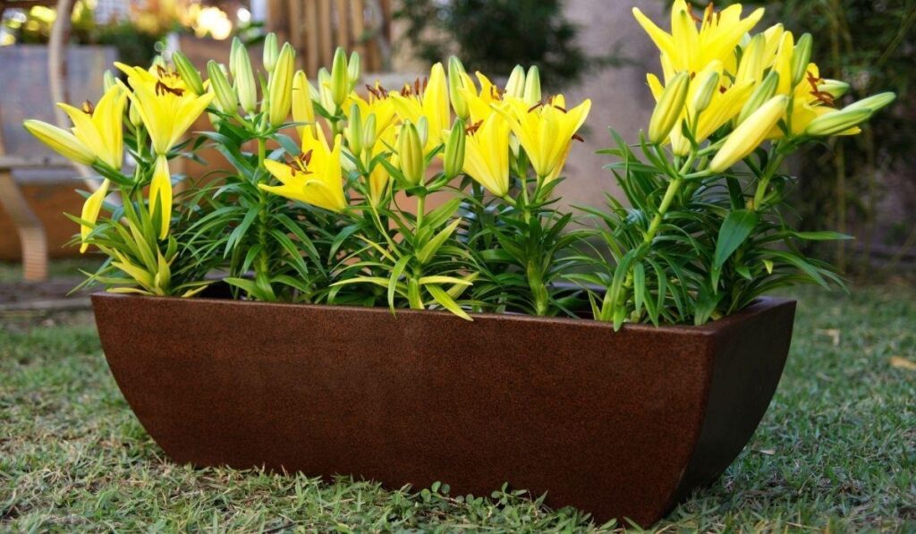 Uso de jardineira de polietileno