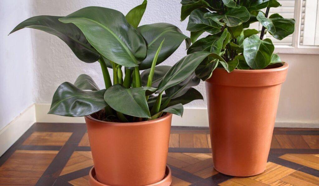 Como combinar os diferentes modelos de vasos para plantas na sua decoração