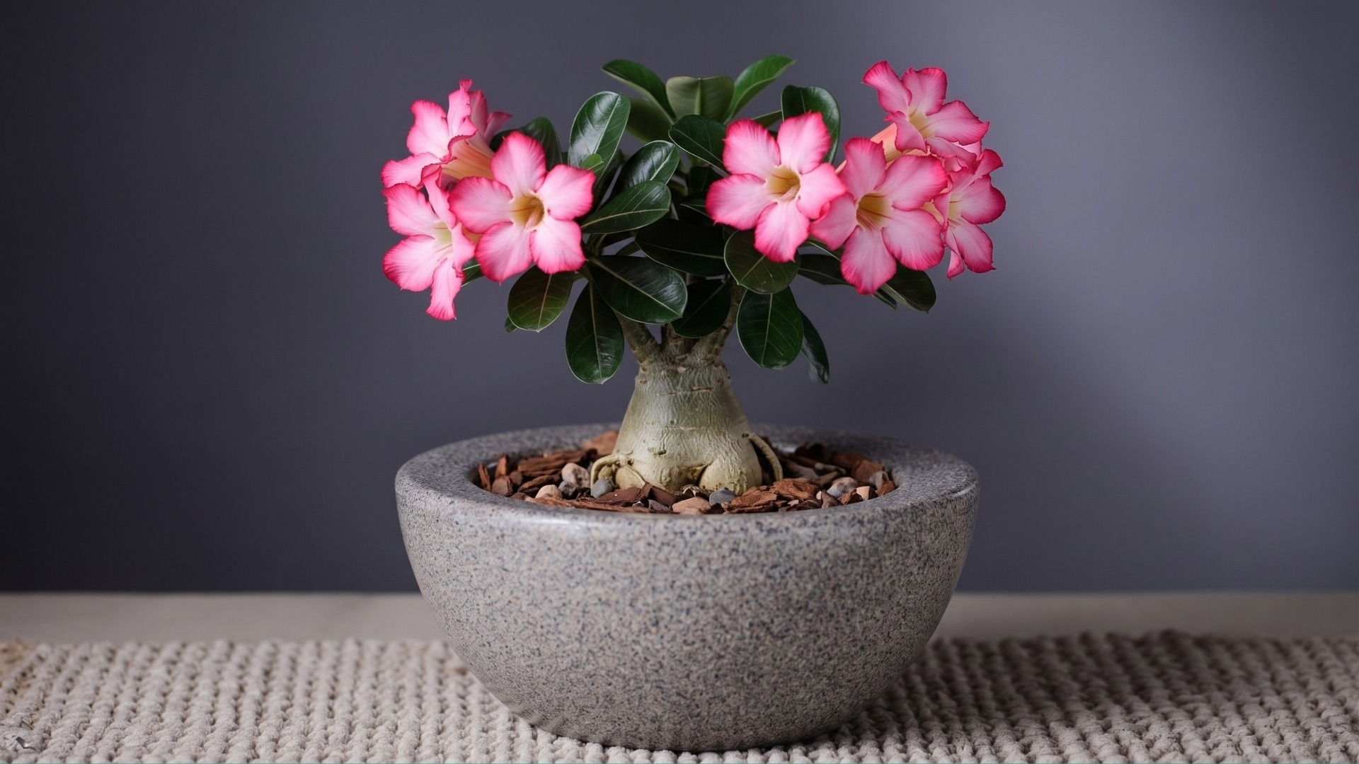 Vaso para rosa do deserto