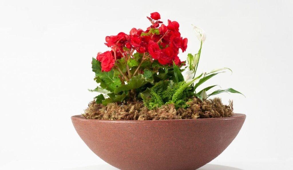 Escolha o melhor vaso para rosa do deserto