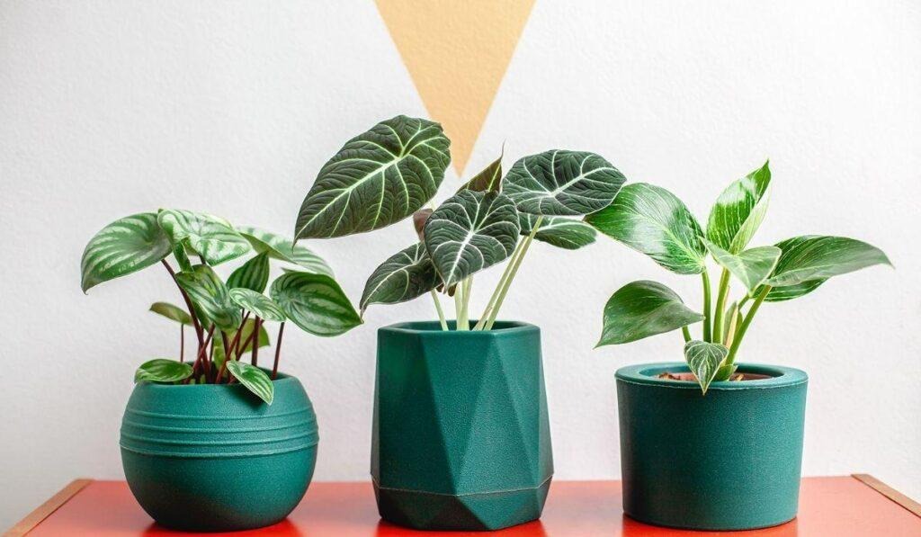 Vaso de plástico para planta na sua decoração 
