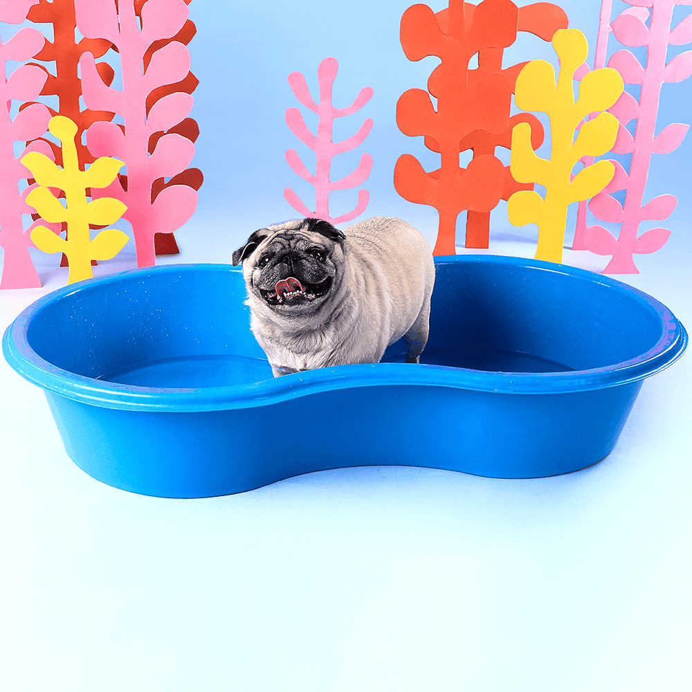 Cachorro dentro de uma piscina feijão 100 litros